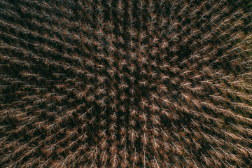 Aerial photography of cottonwood poplar forest in winter