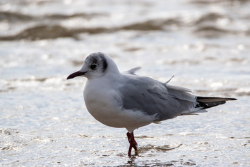 Saint Jean de Monts, Black-headed gull 
