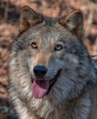 Naklejka na ściany i meble Timber Wolf (Canis Lupus), North America