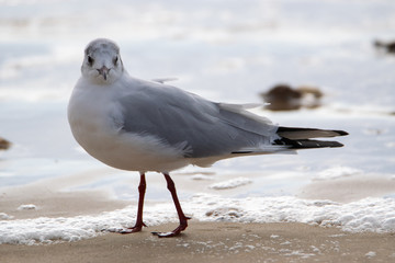 Saint Jean de Monts, Black-headed gull 