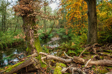 Bach im Duvenstedter Brook