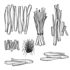 Hand drawn  lemongrass set.  Vector sketch illustration