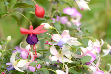 Blumen 334