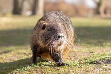 Nutria, Myocastor coypus or river rat the wild near the river