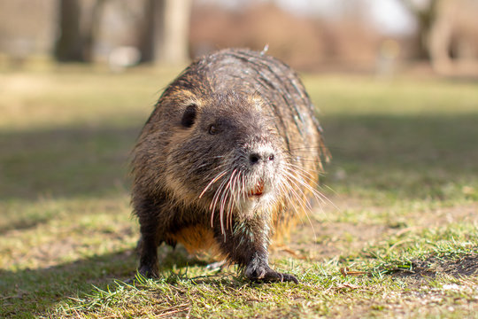 Nutria, Myocastor coypus or river rat the wild near the river