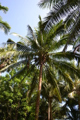Fototapeta na wymiar palm tree with coconuts