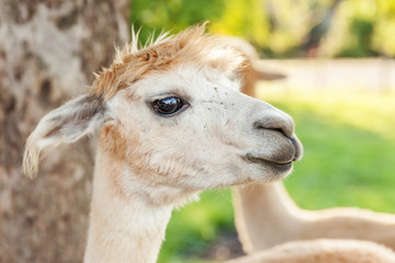Obraz premium Cute alpaca with funny face relaxing on ranch in summer day. Domestic alpacas grazing on pasture in natural eco farm countryside background. Animal care and ecological farming concept