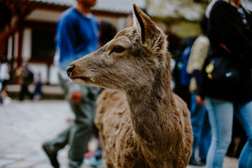 Deer in Nara Park