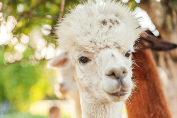 Obraz premium Cute alpaca with funny face relaxing on ranch in summer day. Domestic alpacas grazing on pasture in natural eco farm countryside background. Animal care and ecological farming concept