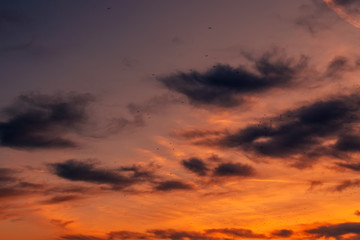 Flock of seagulls flying across colorful sunset sky
