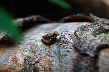 Small frog resting on a fallen log on the forest floor. Natural wildlife in Ontario, Canada.