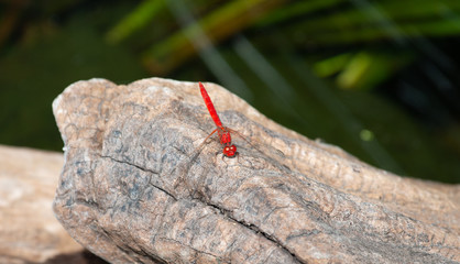 Red Dragonfly