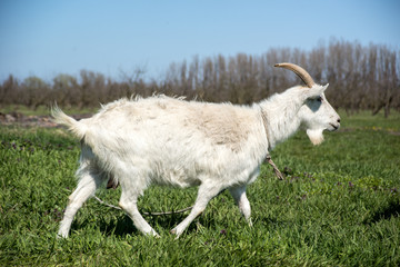 domestic goats graze on green grass