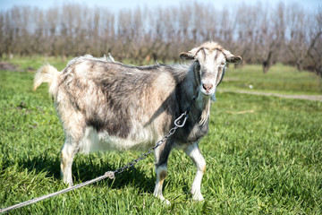 Obraz premium domestic goats graze on green grass
