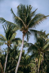 Fototapeta na wymiar Entre palmeras se encuentra el parque natural de isla mujeres 