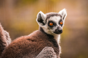 Naklejka na ściany i meble Close up of a ring-tailed lemur, Madagascar