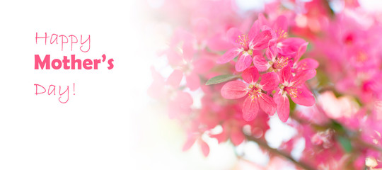 Mother’s Day greeting card with beautiful pink apple tree in bloom and copy space for your text. Long banner format.