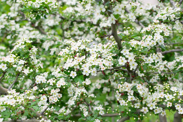 Beautiful cherry tree in bloom. Natural spring wallpaper.