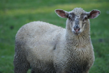 Naklejka premium Sheep