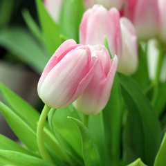 pink tulips in the garden, festive bouquet of flowers