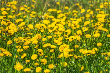 Field of yellow dandelions