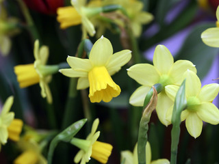 yellow blooming daffodils in the garden