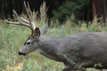 ciervo en yosemite national park