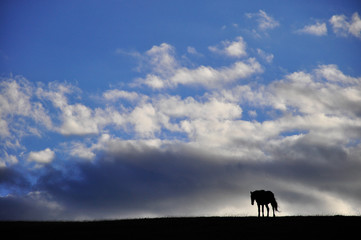  silhouette of a horse
