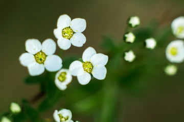 White flowers macro shot. Summer.