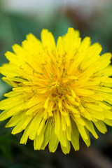  Yellow dandelion. Summer flower. Macto shooting.