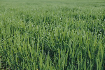 spring background. green fresh grass, ecology, protect nature