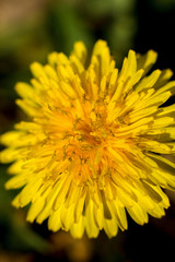  Yellow dandelion. Summer flower. Macto shooting.