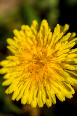  Yellow dandelion. Summer flower. Macto shooting.