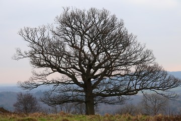 trees in fog