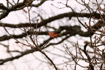 branch of a tree in winter with leaf
