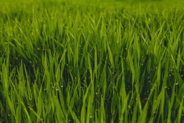 spring background. green fresh grass, ecology, protect nature
