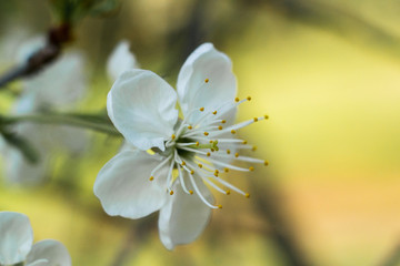 White flowers on the apple tree. Flowering time. Macro photo.