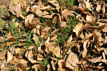 Dry leaves
