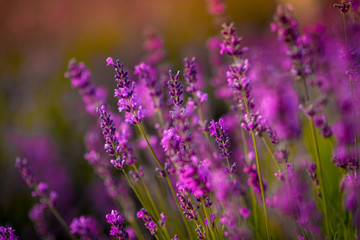 Naklejka premium Beautiful lavender flowers close up on a field during sunset. Nature