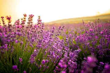 Poster Beautiful lavender flowers close up on a field during sunset. Nature © Andrii