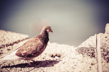Pigeon on stone fence
