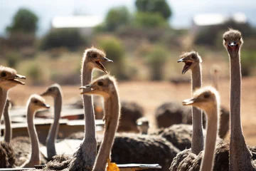 Deurstickers Ostriches on a farm making lots of noise, bla bla bla, near Oudtshoorn, South Africa © Haico