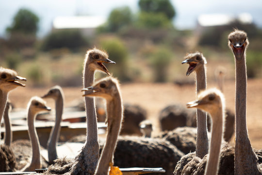 Ostriches on a farm making lots of noise, bla bla bla, near Oudtshoorn, South Africa
