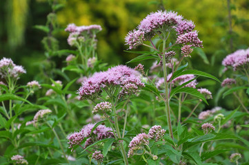 It blooms in nature hemp agrimony (Eupatorium cannabinum)