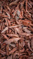 Vertical autumn leaves background. Outdoor. Colorful backround image of fallen autumn leaves perfect for seasonal use. Space for text