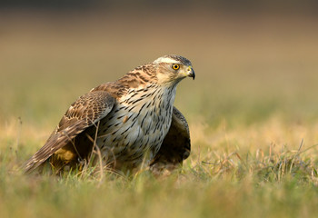 Northern goshawk (Accipiter gentilis) close up