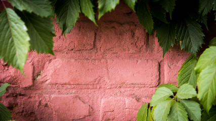 Old brick wall with a green vine frame with copy-space for writing