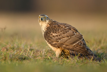 Northern goshawk (Accipiter gentilis) close up
