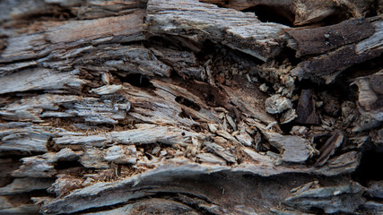 Relief texture background of the brown bark of a tree. Wallpaper for device