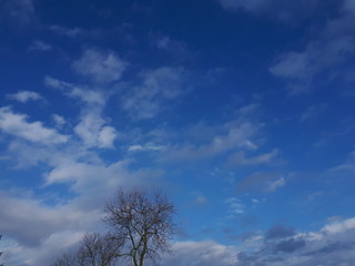 Fototapeta na wymiar Tree against the blue sky - Duszniki 